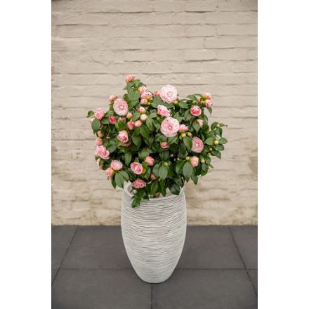 Agrandir l'image de Camellia jap. 'Bonomiana' Image de Camellia jap. 'Bonomiana'