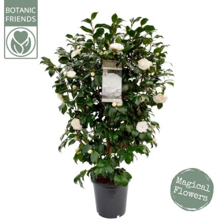 Agrandir l'image de Camellia jap. 'Centifolia Alba' Image de Camellia jap. 'Centifolia Alba'