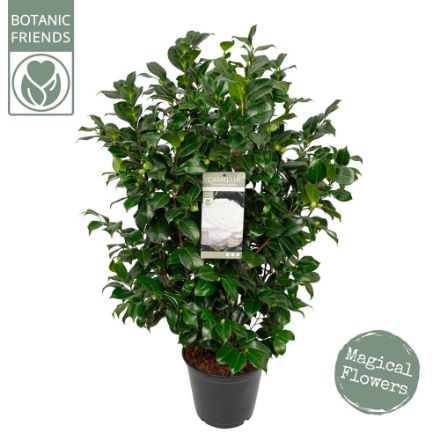 Agrandir l'image de Camellia jap. 'Centifolia Alba' Image de Camellia jap. 'Centifolia Alba'