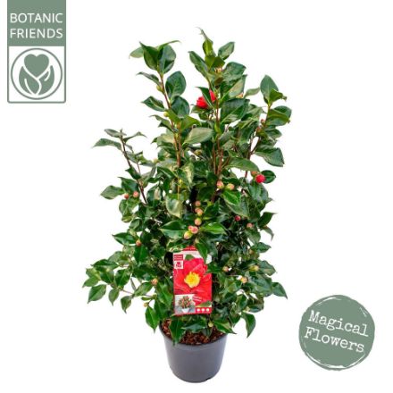 Agrandir l'image de Camellia jap. 'Dr. King' Image de Camellia jap. 'Dr. King'