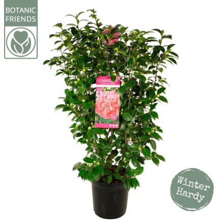 Agrandir l'image de Camellia jap. 'Marie Bracey' Image de Camellia jap. 'Marie Bracey'