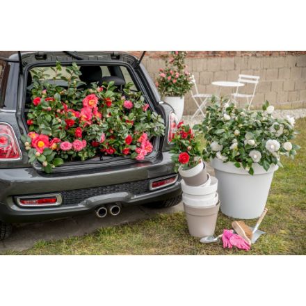 Agrandir l'image de Camellia jap. 'Marie Bracey' Image de Camellia jap. 'Marie Bracey'