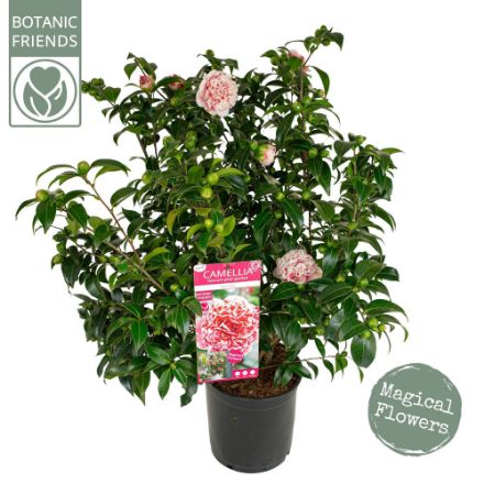 Agrandir l'image de Camellia jap. 'Volunteer'® (PBR) Image de Camellia jap. 'Volunteer'® (PBR)
