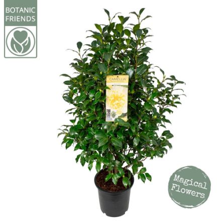 Agrandir l'image de Camellia wil. 'Jury's Yellow' Image de Camellia wil. 'Jury's Yellow'