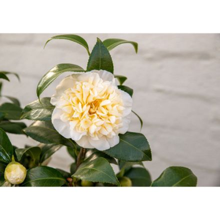 Agrandir l'image de Camellia wil. 'Jury's Yellow' Image de Camellia wil. 'Jury's Yellow'