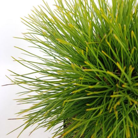 Agrandir l'image de Pinus nigra 'Summer Breeze' Image de Pinus nigra 'Summer Breeze'
