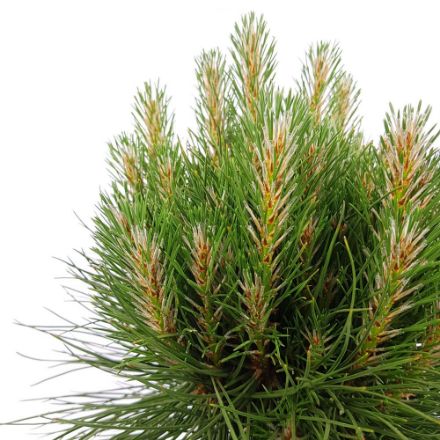 Agrandir l'image de Pinus nigra 'Summer Breeze' Image de Pinus nigra 'Summer Breeze'