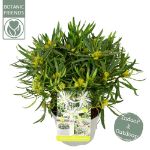 Image de Rhododendron Azalea StarStyle® 'white' (PBR)