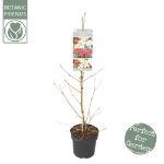 Image de Viburnum plic. Kilimandjaro® 'Sunrise' (PBR)