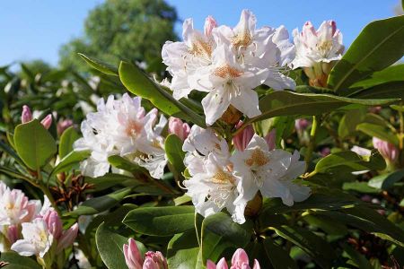Voir les produits de la catégorie RHODODENDRONS Image de la catégorie RHODODENDRONS