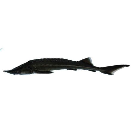 Agrandir l'image de Esturgeon sterlet 25/30 cm Image de Esturgeon sterlet 25/30 cm