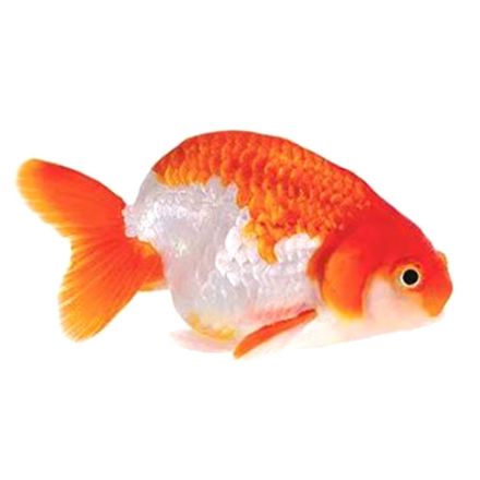 Agrandir l'image de Poisson ranchu mix 5-8cm Image de Poisson ranchu mix 5-8cm