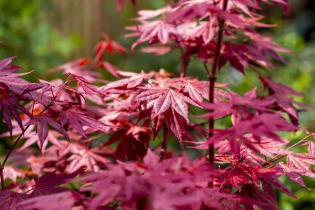 Voir les produits de la catégorie ACER PALMATUM Image de la catégorie ACER PALMATUM