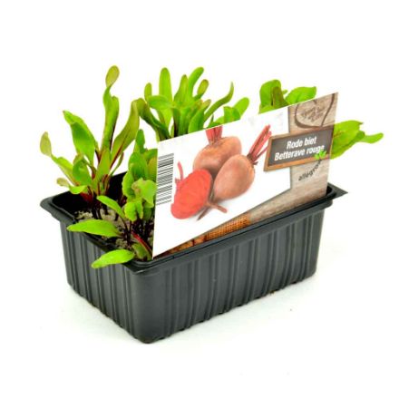 Agrandir l'image de Betterave rouge barquette 6 pièces Image de Betterave rouge barquette 6 pièces