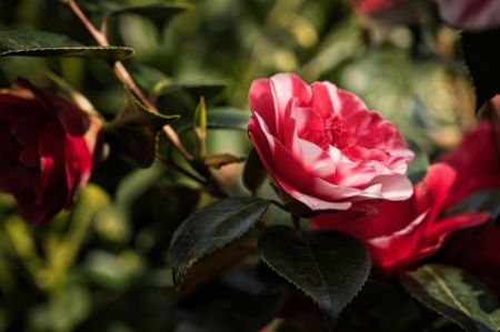Voir les produits de la catégorie CAMELIA Image de la catégorie CAMELIA