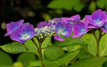 Voir les produits de la catégorie HYDRANGEA Image de la catégorie HYDRANGEA