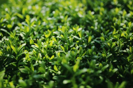 Voir les produits de la catégorie LIGUSTRUMS Image de la catégorie LIGUSTRUMS