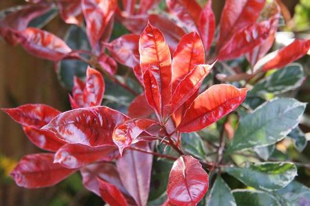 Voir les produits de la catégorie PHOTINIAS Image de la catégorie PHOTINIAS