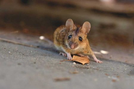 Voir les produits de la catégorie Rongeur Image de la catégorie Rongeur