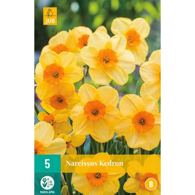 Image de 5 narcisses kedron calibre : 12/14