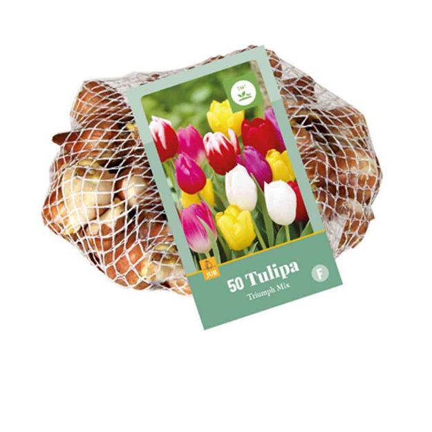 Image de 50 tulipes triomphe micalibre : 11/12