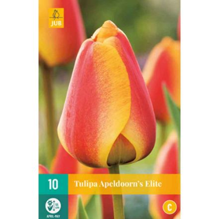 Agrandir l'image de 10 tulipes apeldoorn's elite calibre : 11/12 Image de 10 tulipes apeldoorn's elite calibre : 11/12