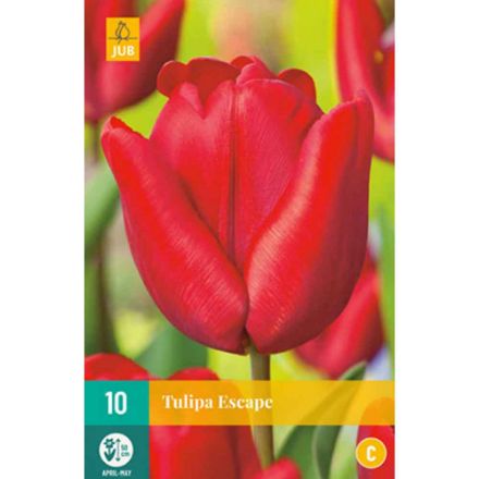 Agrandir l'image de 10 tulipes escape calibre : 11/12 Image de 10 tulipes escape calibre : 11/12