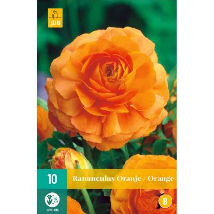 Agrandir l'image de 10 bulbes de fleurs de ranunculus orange Image de 10 bulbes de fleurs de ranunculus orange