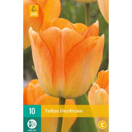Agrandir l'image de 10 tulipes daydream calibre : 11/12 Image de 10 tulipes daydream calibre : 11/12