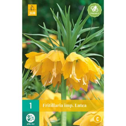 Agrandir l'image de 1 fritillaria lutea calibre : 20/24 Image de 1 fritillaria lutea calibre : 20/24