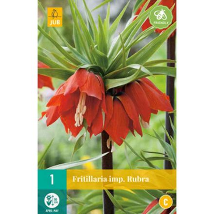Agrandir l'image de 1 fritillaria rubra calibre : 20/24 Image de 1 fritillaria rubra calibre : 20/24