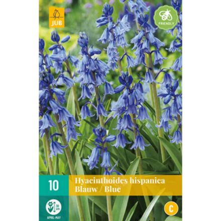 Agrandir l'image de 10 hyacinthoides hisp. bleu calibre : 8/10 Image de 10 hyacinthoides hisp. bleu calibre : 8/10