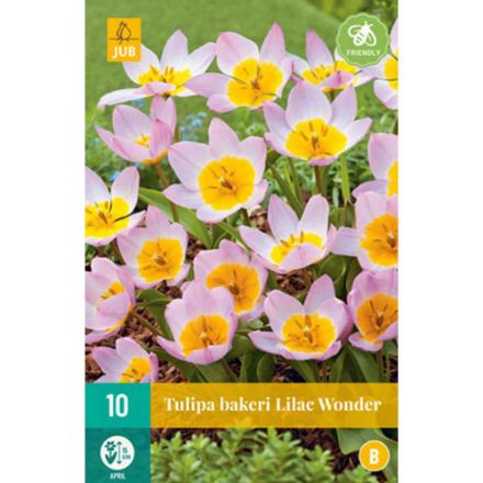 Agrandir l'image de 10 tulipes bakeri lilac wonder calibre : calibre : 6/+ Image de 10 tulipes bakeri lilac wonder calibre : calibre : 6/+