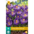 Image de 10 crocus flower record calibre : 8/9
