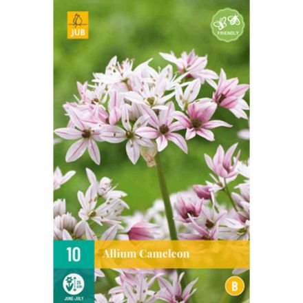 Agrandir l'image de 10 allium cameleon calibre : 4/+ Image de 10 allium cameleon calibre : 4/+