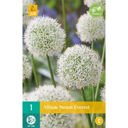 Agrandir l'image de 1 allium mount everest calibre : 20/+ Image de 1 allium mount everest calibre : 20/+