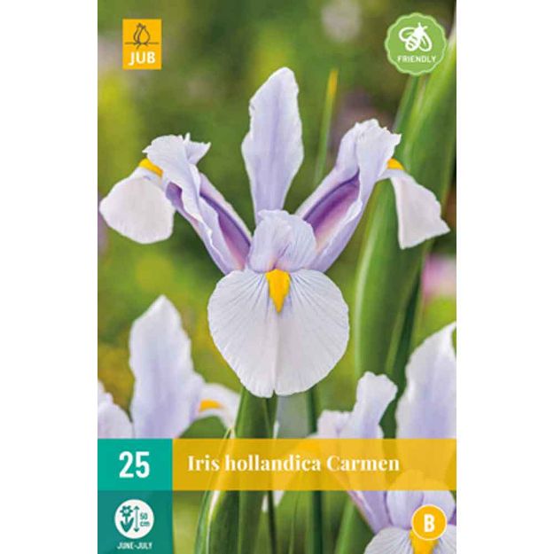 Image de 25 iris hollandica carmen calibre : 7/8
