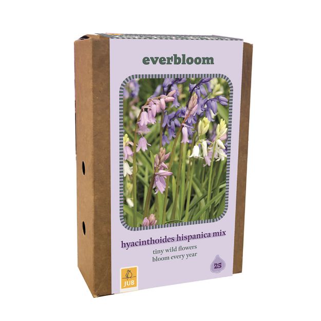 Image de 1 BOITE 25 EVERBLOOM HYACINTHOIDES HISP. MI7/8
