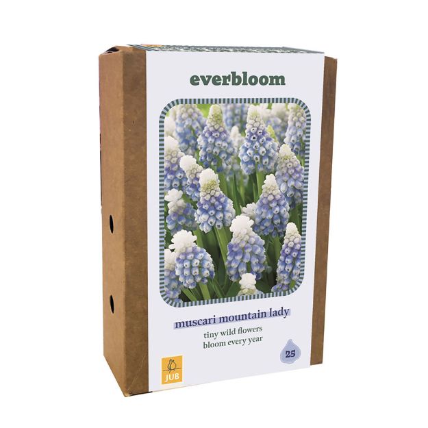 Image de 1 BOITE 25 EVERBLOOM MUSCARI MOUNTAIN LADY 7/8