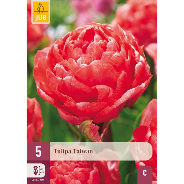 Image de 5 TULIPES TAIWAN 11/12