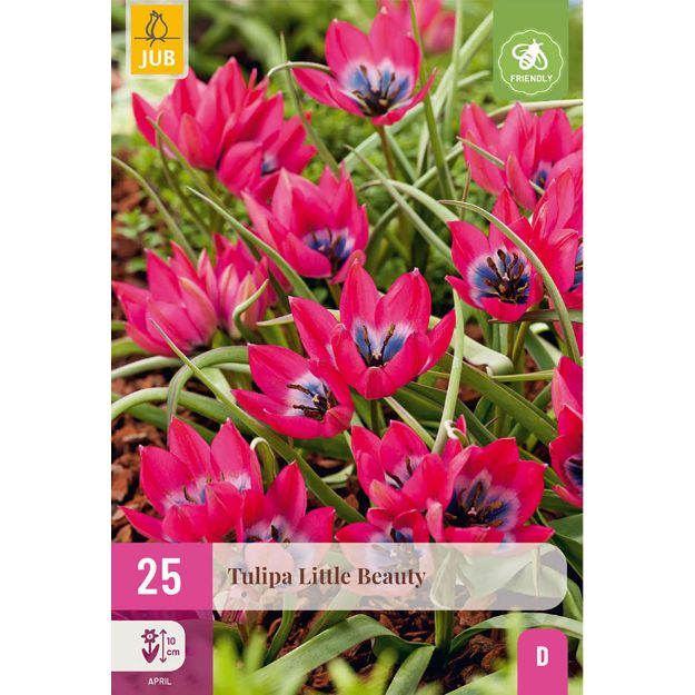 Image de 25 TULIPES LITTLE BEAUTY 6/+