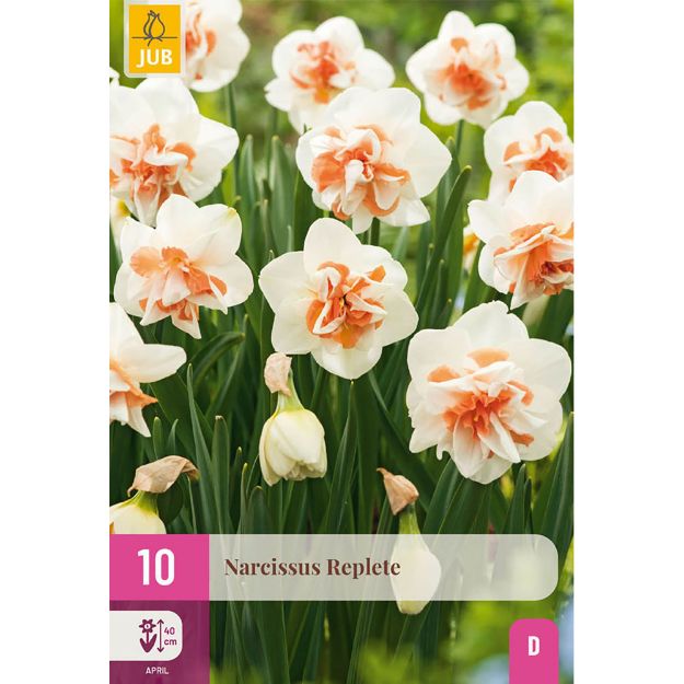 Image de 10 NARCISSUS REPLETE 10/12