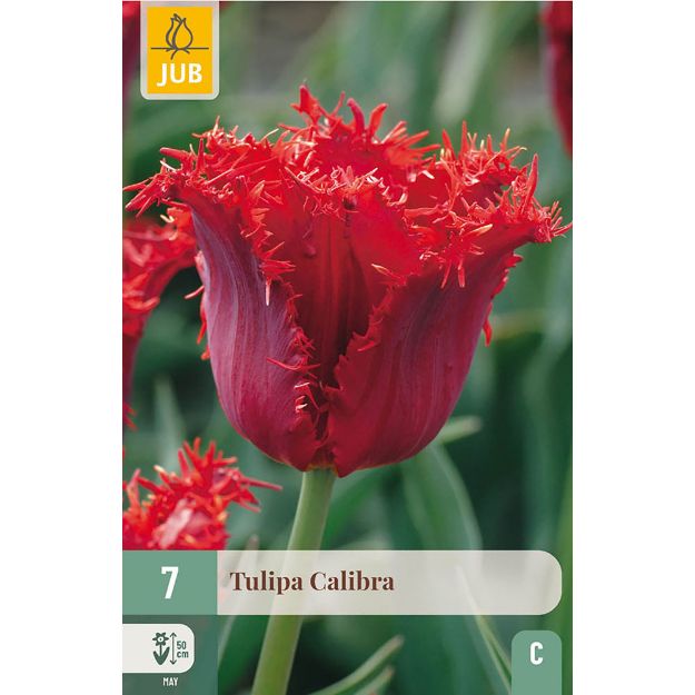 Image de 7 TULIPES CALIBRA 11/12