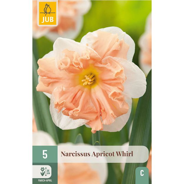 Image de 5 NARCISSES APRICOT WHIRL 12/14