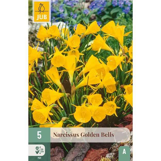 Image de 5 NARCISSES GOLDEN BELLS 6/8