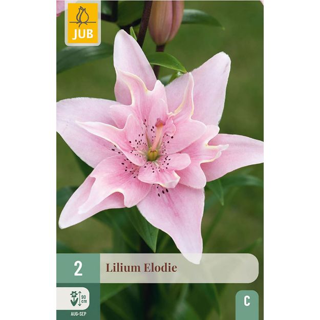 Image de 2 LILIUM ELODIE 14/16