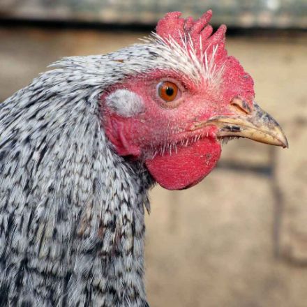 Agrandir l'image de Poule Pondeuse Coucou Image de Poule Pondeuse Coucou