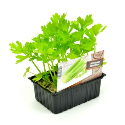 Agrandir l'image de Céleri blanc barquette 6 pièces Image de Céleri blanc barquette 6 pièces