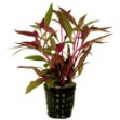 Image de Plante Alternanthera Rosaefolia 5 Cm En Pot