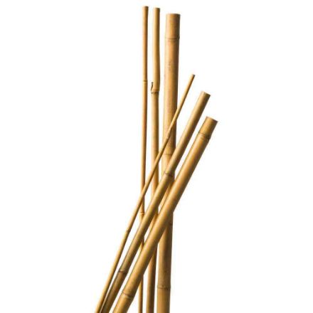 Agrandir l'image de TUTEUR BAMBOU NAT - H60 CM - 10 X Image de TUTEUR BAMBOU NAT - H60 CM - 10 X